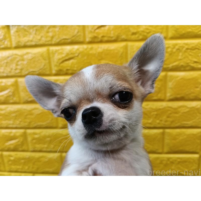 販売中の千葉県のチワワ(スムースコート)-420969の29枚目