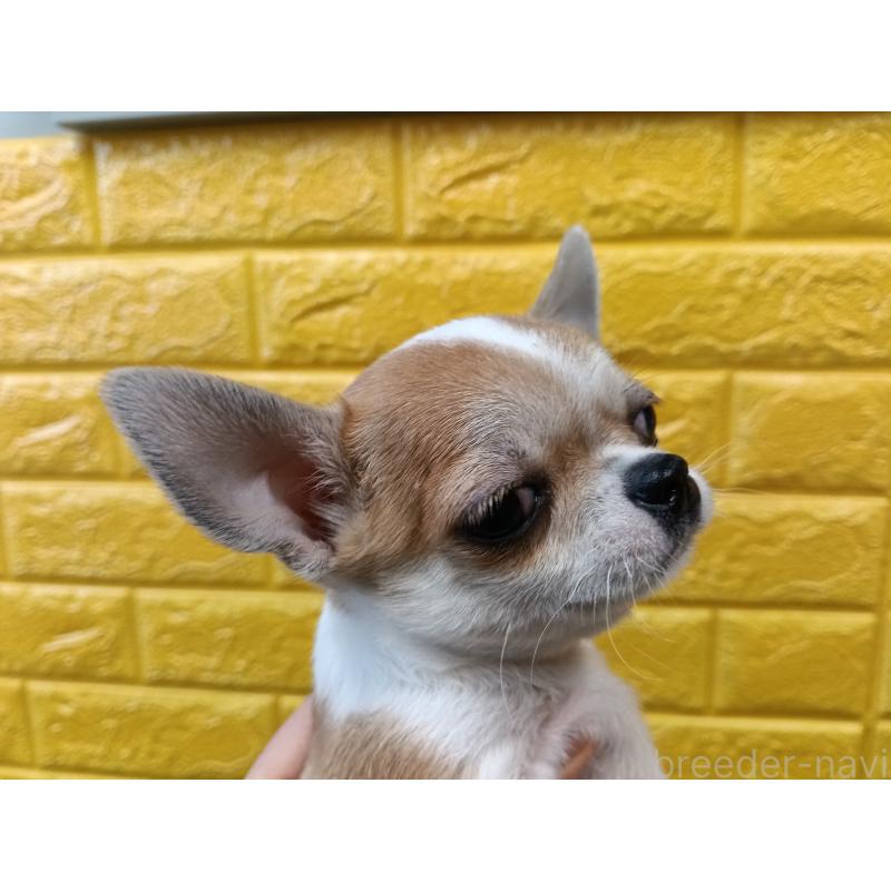 販売中の千葉県のチワワ(スムースコート)-420969の28枚目