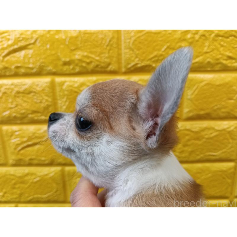 販売中の千葉県のチワワ(スムースコート)-420969の27枚目