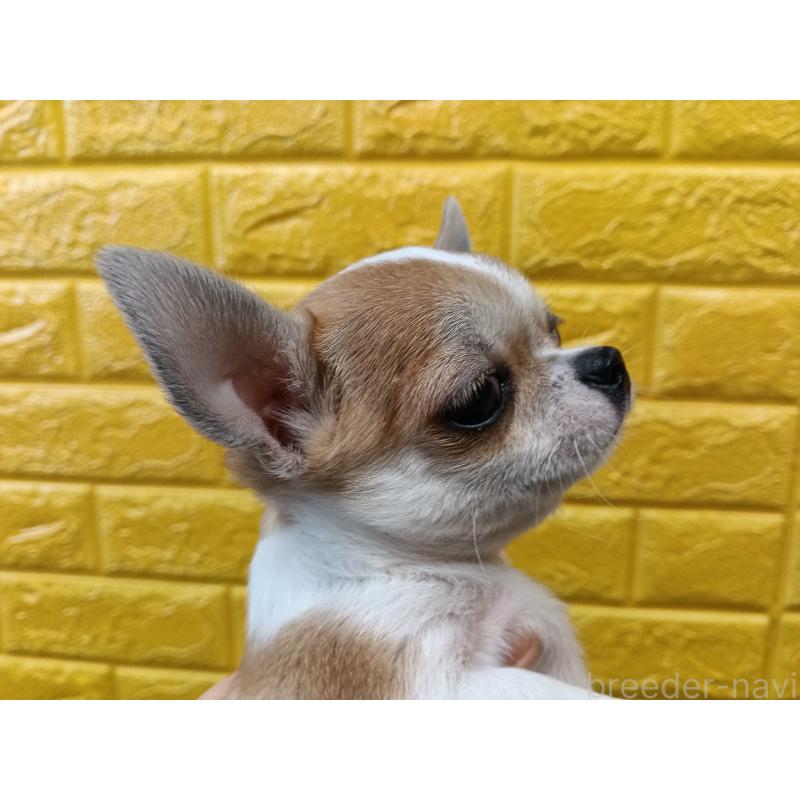 販売中の千葉県のチワワ(スムースコート)-420969の26枚目