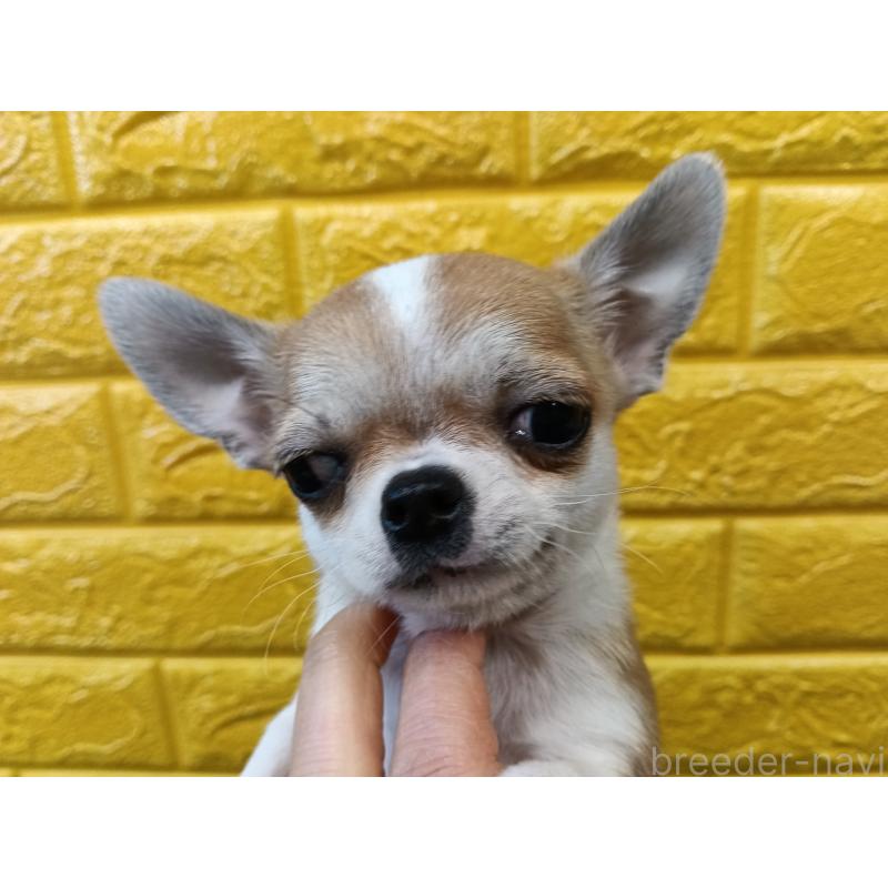 販売中の千葉県のチワワ(スムースコート)-420969の25枚目