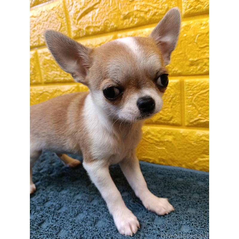 販売中の千葉県のチワワ(スムースコート)-420969の23枚目