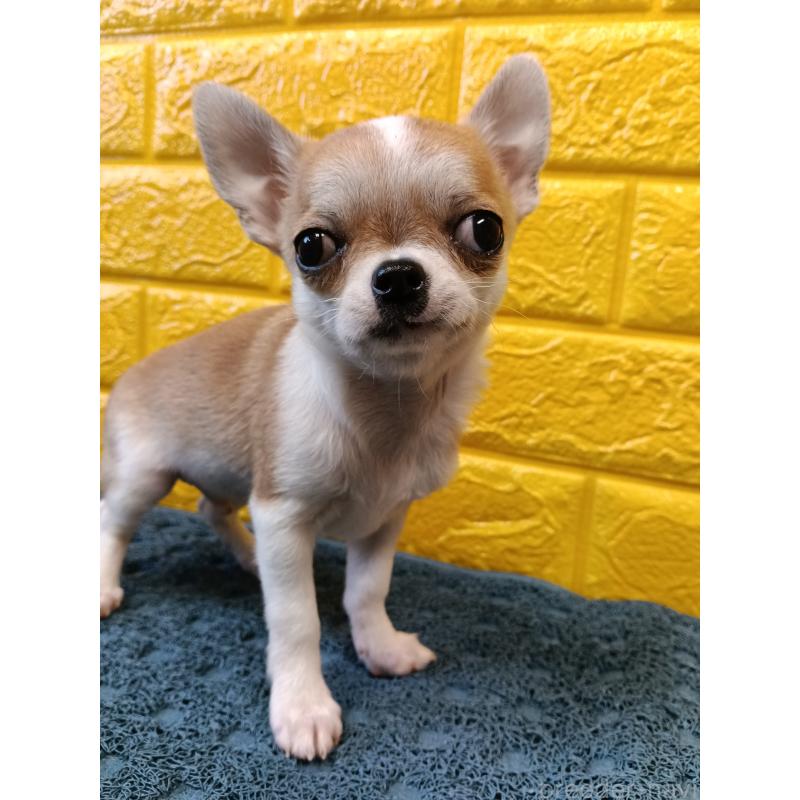 販売中の千葉県のチワワ(スムースコート)-420969の22枚目