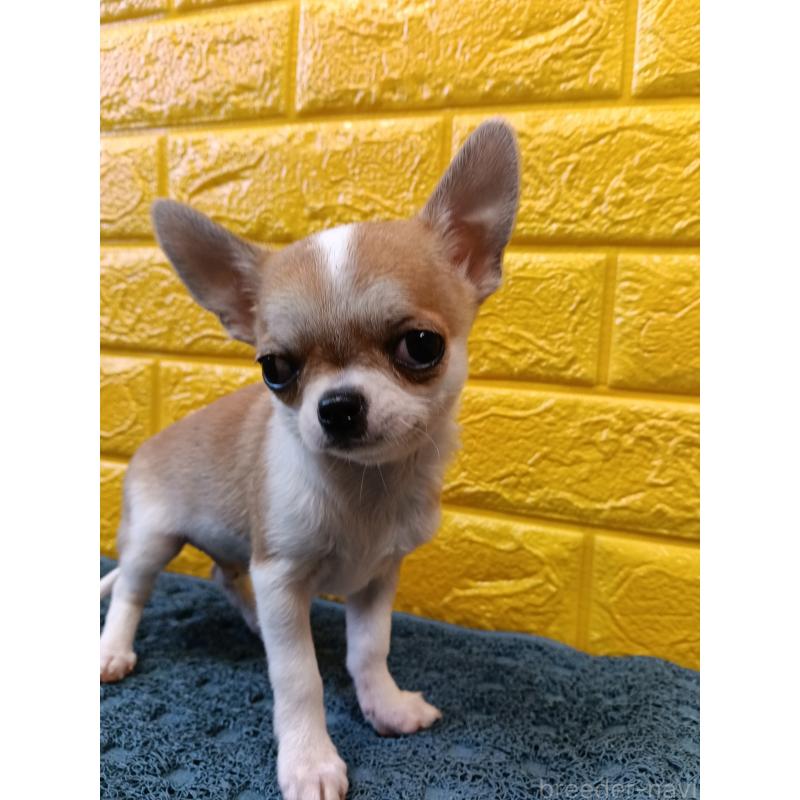 販売中の千葉県のチワワ(スムースコート)-420969の21枚目