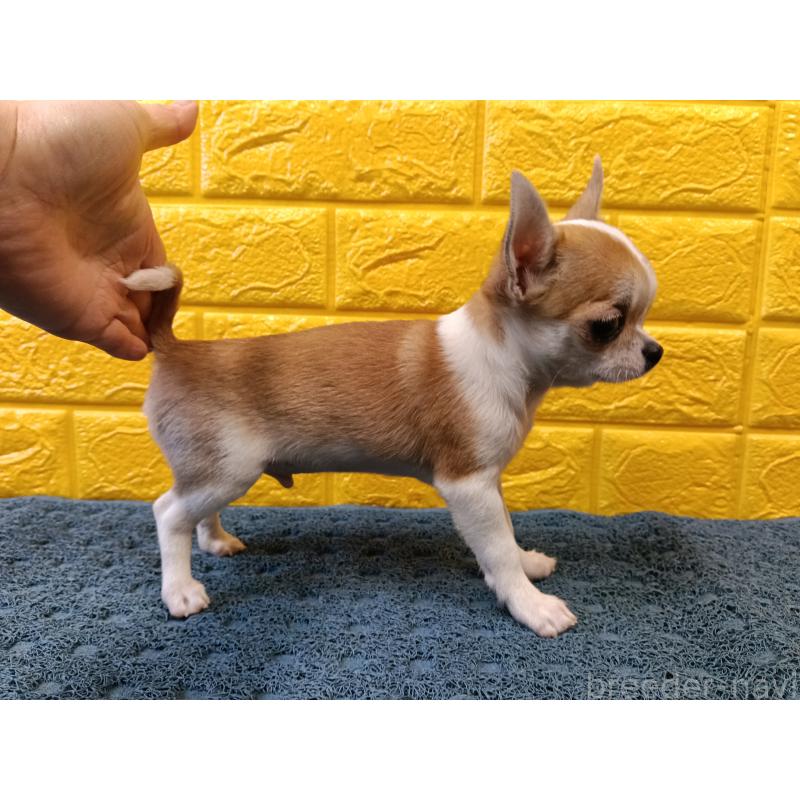 販売中の千葉県のチワワ(スムースコート)-420969の20枚目