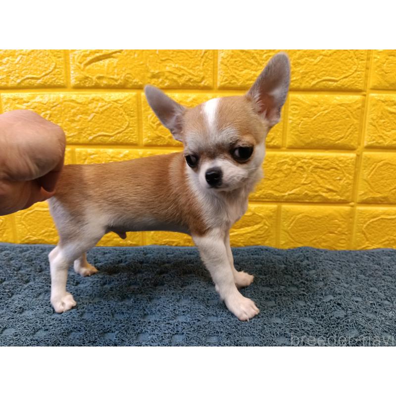 販売中の千葉県のチワワ(スムースコート)-420969の19枚目