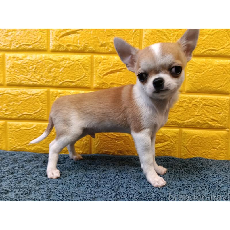 販売中の千葉県のチワワ(スムースコート)-420969の17枚目