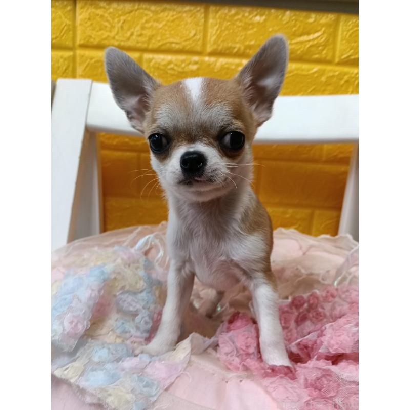 販売中の千葉県のチワワ(スムースコート)-420969の16枚目