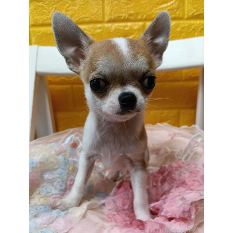 販売中の千葉県のチワワ(スムースコート)-420969の14枚目