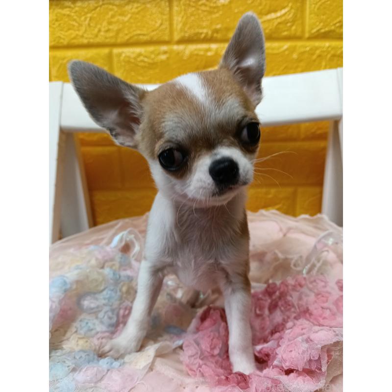 販売中の千葉県のチワワ(スムースコート)-420969の13枚目