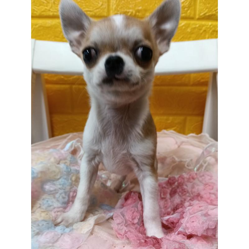 販売中の千葉県のチワワ(スムースコート)-420969の12枚目