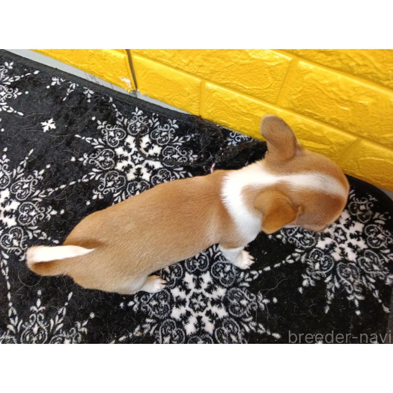 販売中の千葉県のチワワ(スムースコート)-420969の10枚目