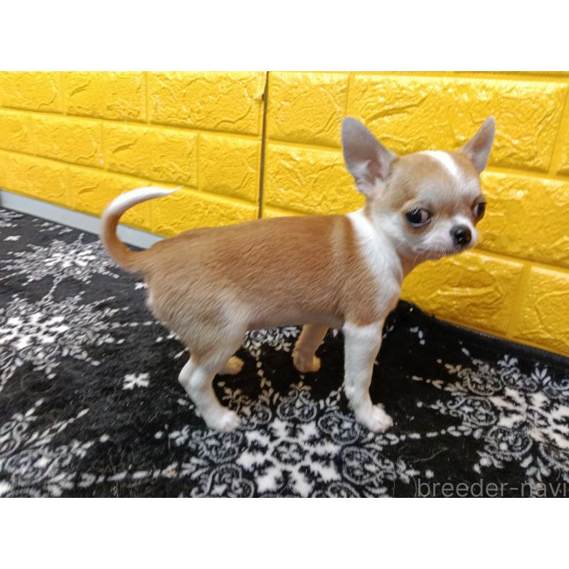 販売中の千葉県のチワワ(スムースコート)-420969の9枚目