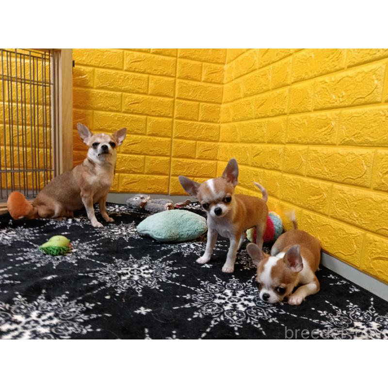 販売中の千葉県のチワワ(スムースコート)-420969の8枚目