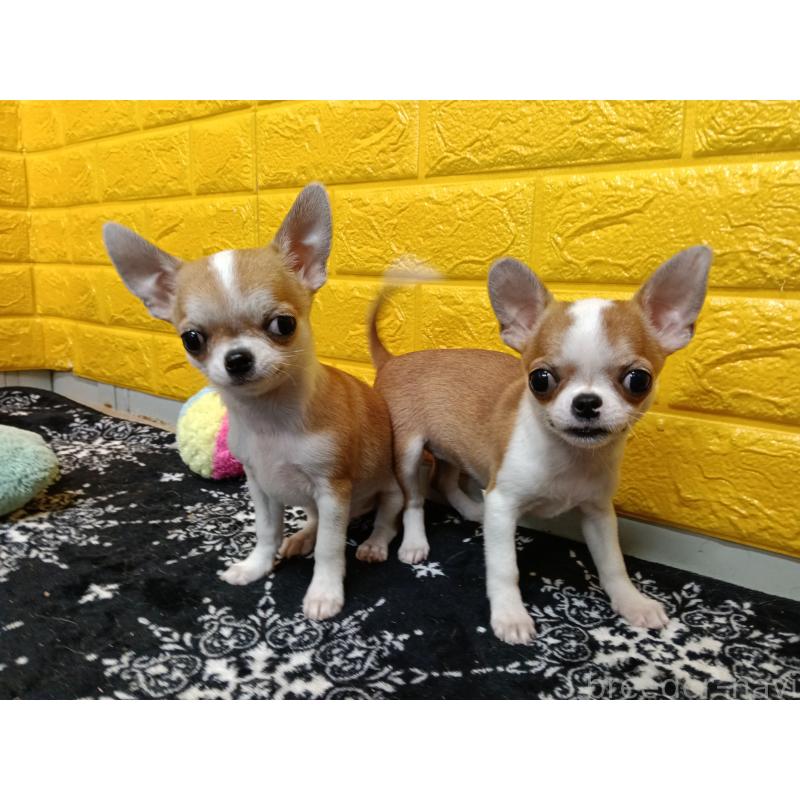 販売中の千葉県のチワワ(スムースコート)-420969の7枚目