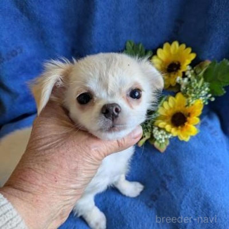 販売中の鹿児島県のチワワ(ロングコート)-438865の3枚目