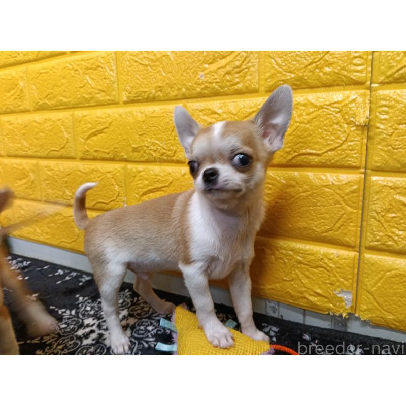 販売中の千葉県のチワワ(スムースコート)-420969の6枚目