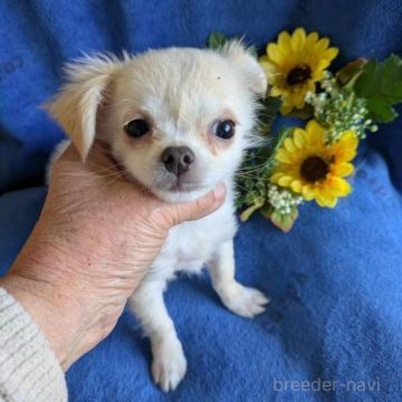 販売中の鹿児島県のチワワ(ロングコート)-438865の1枚目