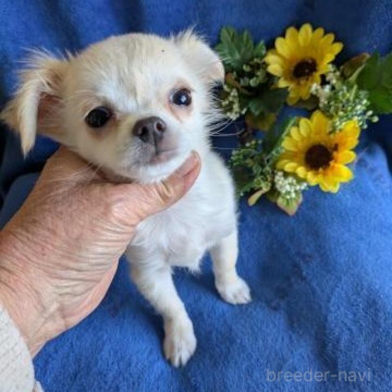 販売中の鹿児島県のチワワ(ロングコート)-438865の2枚目