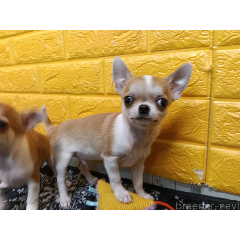 販売中の千葉県のチワワ(スムースコート)-420969の5枚目