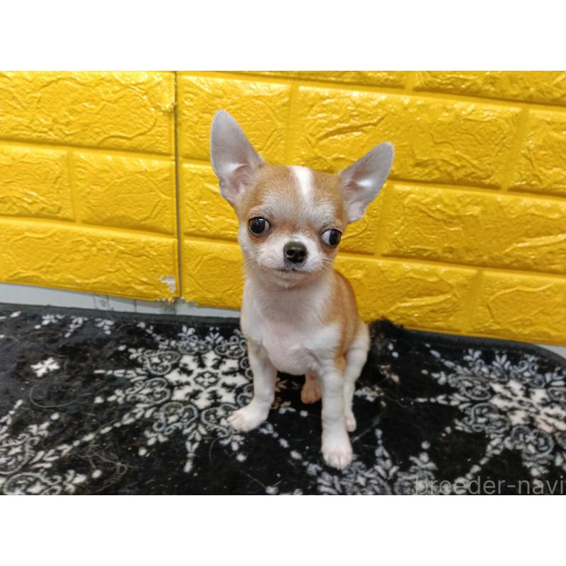 販売中の千葉県のチワワ(スムースコート)-420969の4枚目
