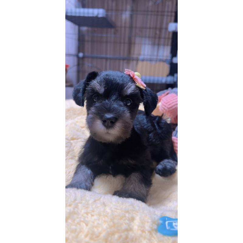 商談中の岐阜県のミニチュアシュナウザー-438866の5枚目