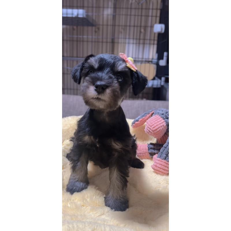 商談中の岐阜県のミニチュアシュナウザー-438866の4枚目