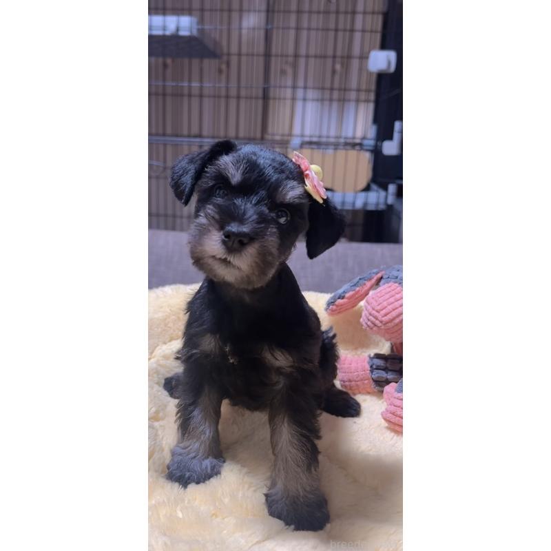 商談中の岐阜県のミニチュアシュナウザー-438866の3枚目