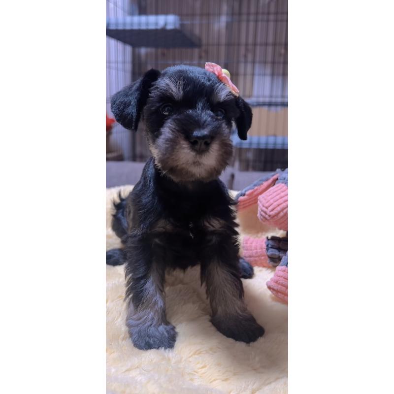 商談中の岐阜県のミニチュアシュナウザー-438866の2枚目