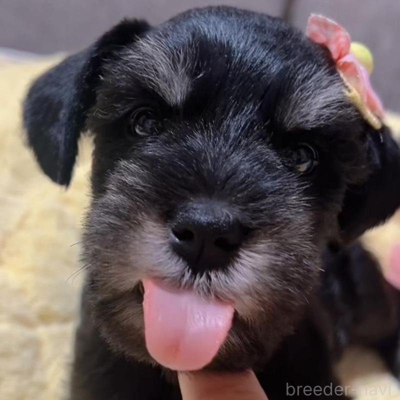 商談中の岐阜県のミニチュアシュナウザー-438866