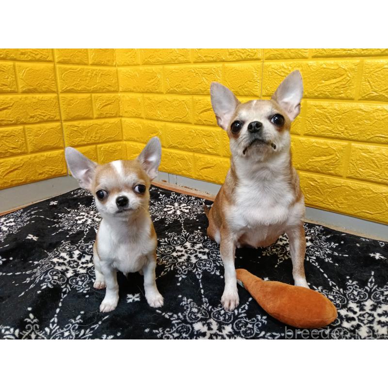 販売中の千葉県のチワワ(スムースコート)-420969の3枚目