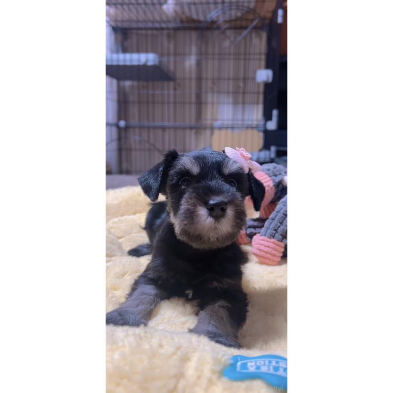 販売中の岐阜県のミニチュアシュナウザー-438867の7枚目