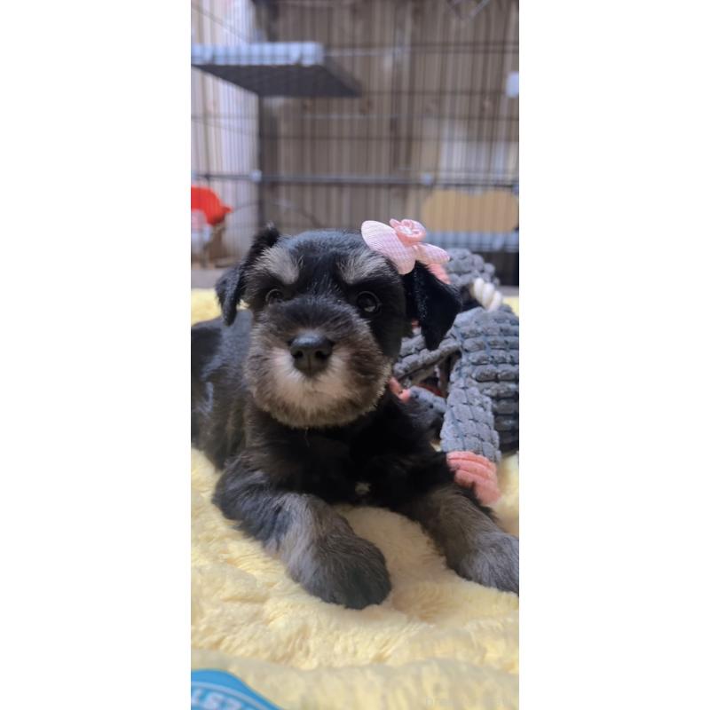 販売中の岐阜県のミニチュアシュナウザー-438867の6枚目