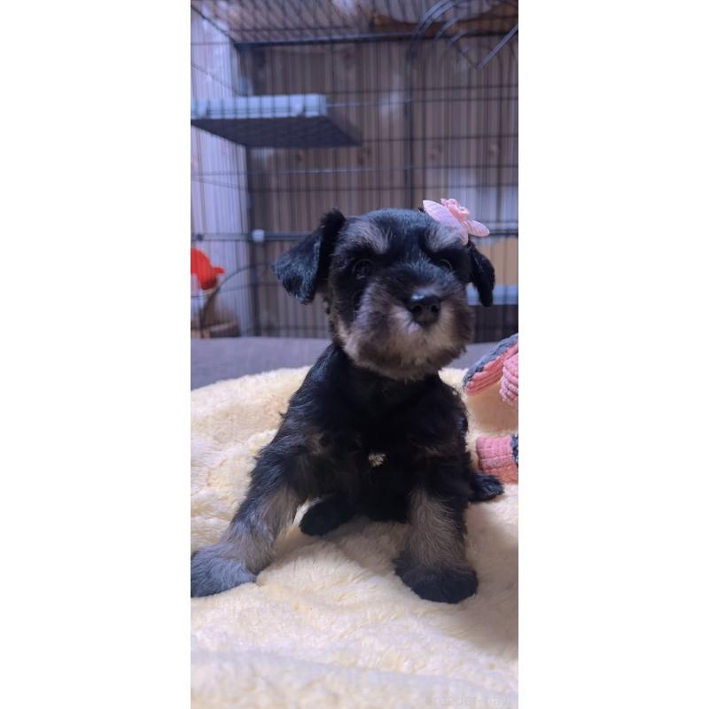 販売中の岐阜県のミニチュアシュナウザー-438867の5枚目