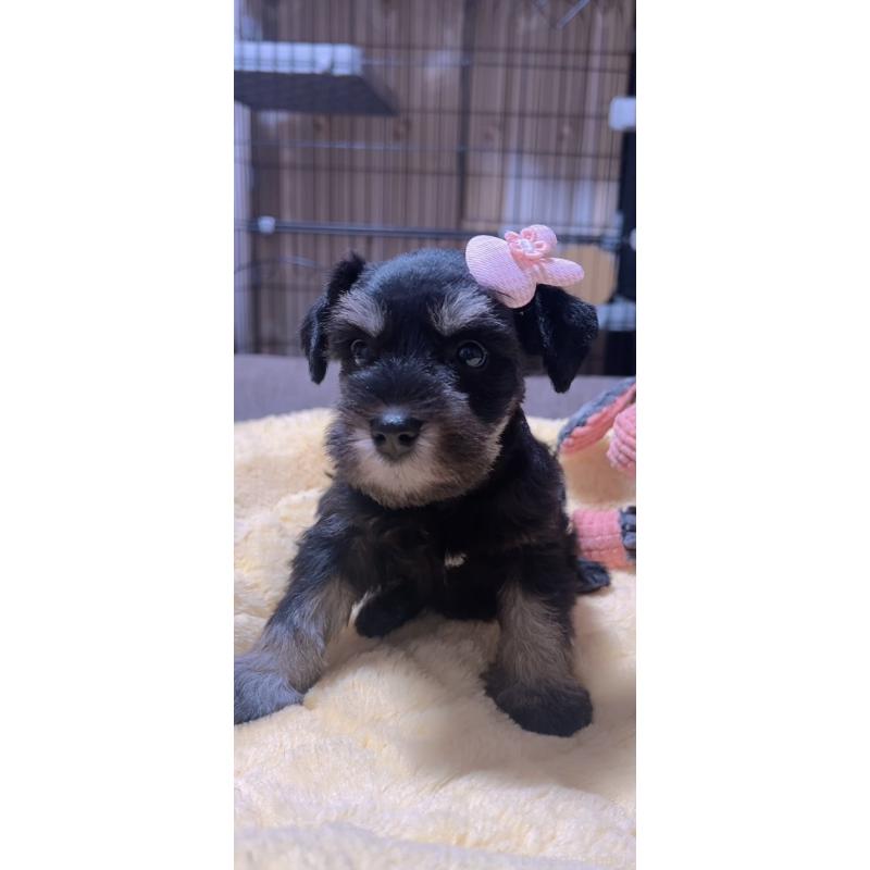 販売中の岐阜県のミニチュアシュナウザー-438867の4枚目