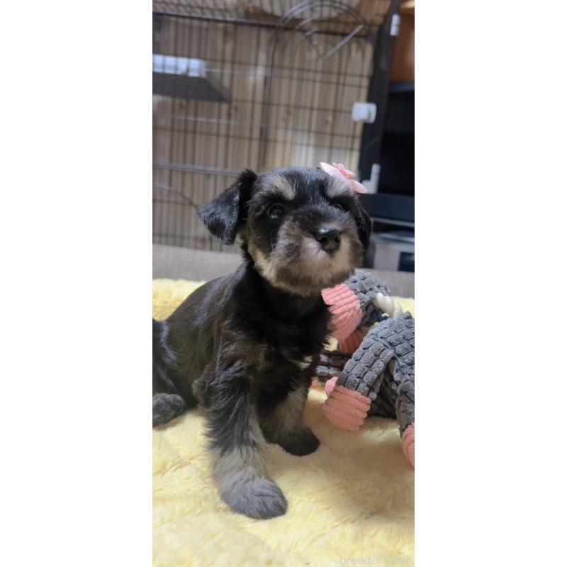 販売中の岐阜県のミニチュアシュナウザー-438867の3枚目