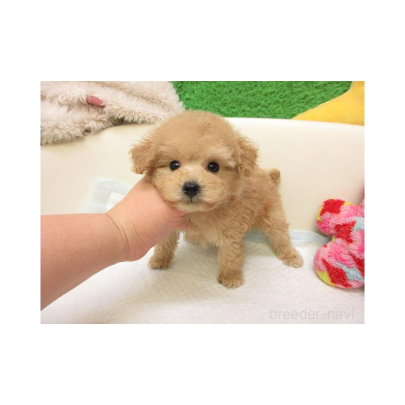 販売中の大阪府のトイプードル-438868の2枚目