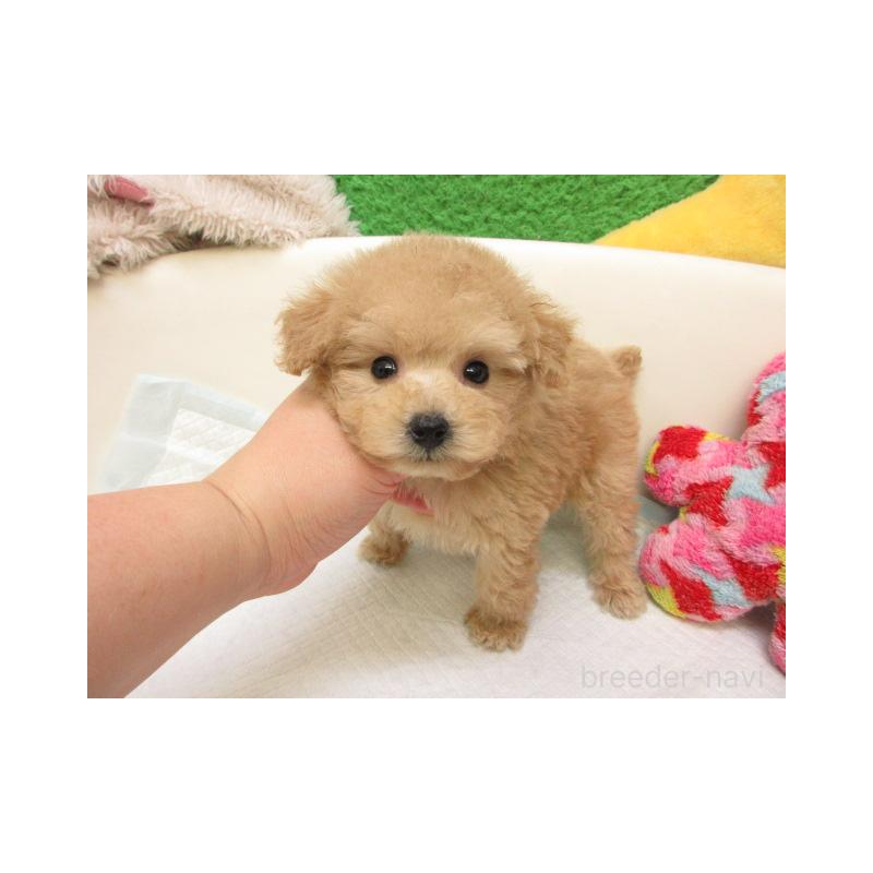 販売中の大阪府のトイプードル-438868の1枚目