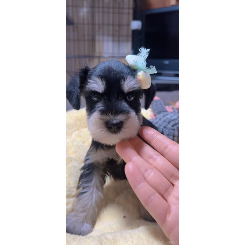 販売中の岐阜県のミニチュアシュナウザー-438871の5枚目