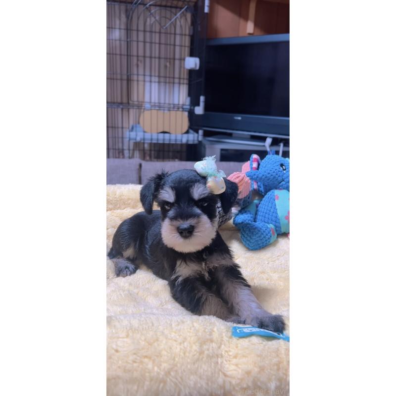 販売中の岐阜県のミニチュアシュナウザー-438871の4枚目