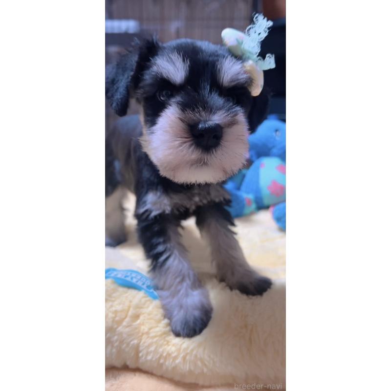 販売中の岐阜県のミニチュアシュナウザー-438871の2枚目