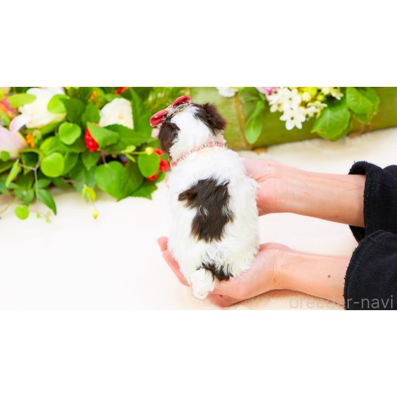 販売中の群馬県のティーカッププードル-438870の2枚目