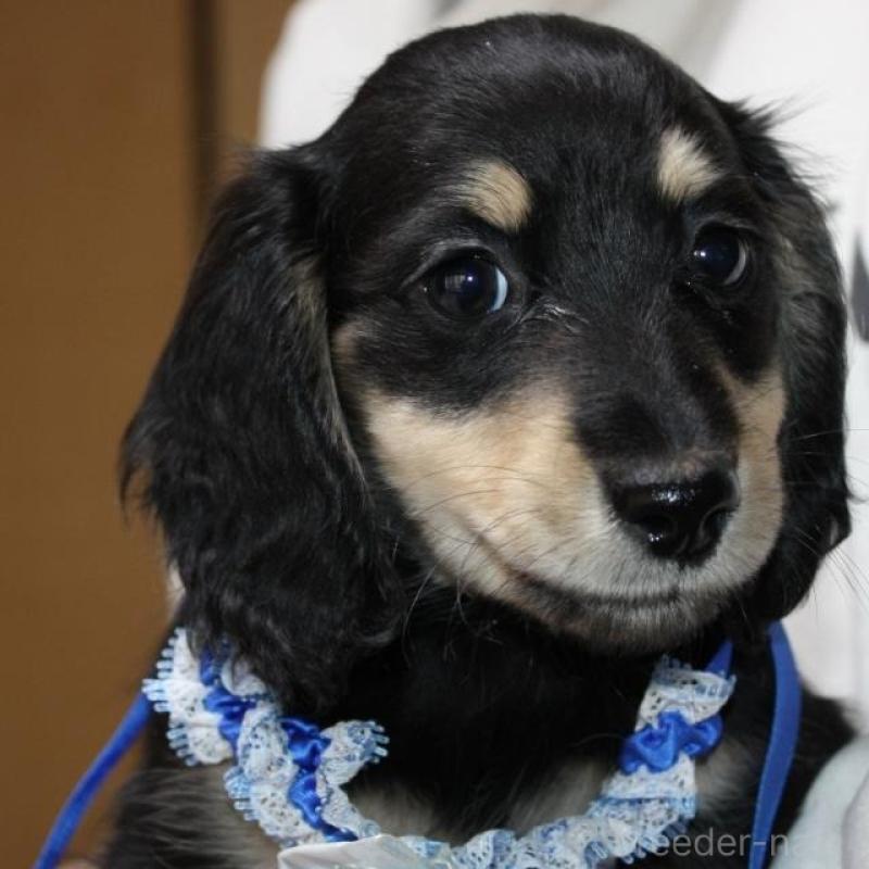 販売中の福岡県のミニチュアダックスフンド(ロングヘアード)-438872