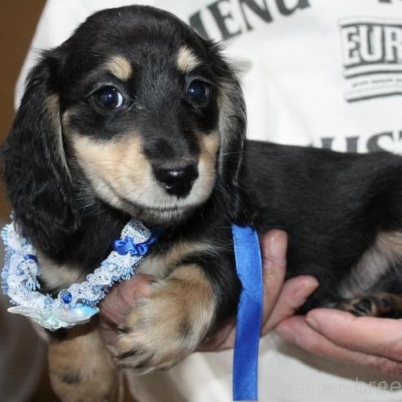 販売中の福岡県のミニチュアダックスフンド(ロングヘアード)-438872の2枚目