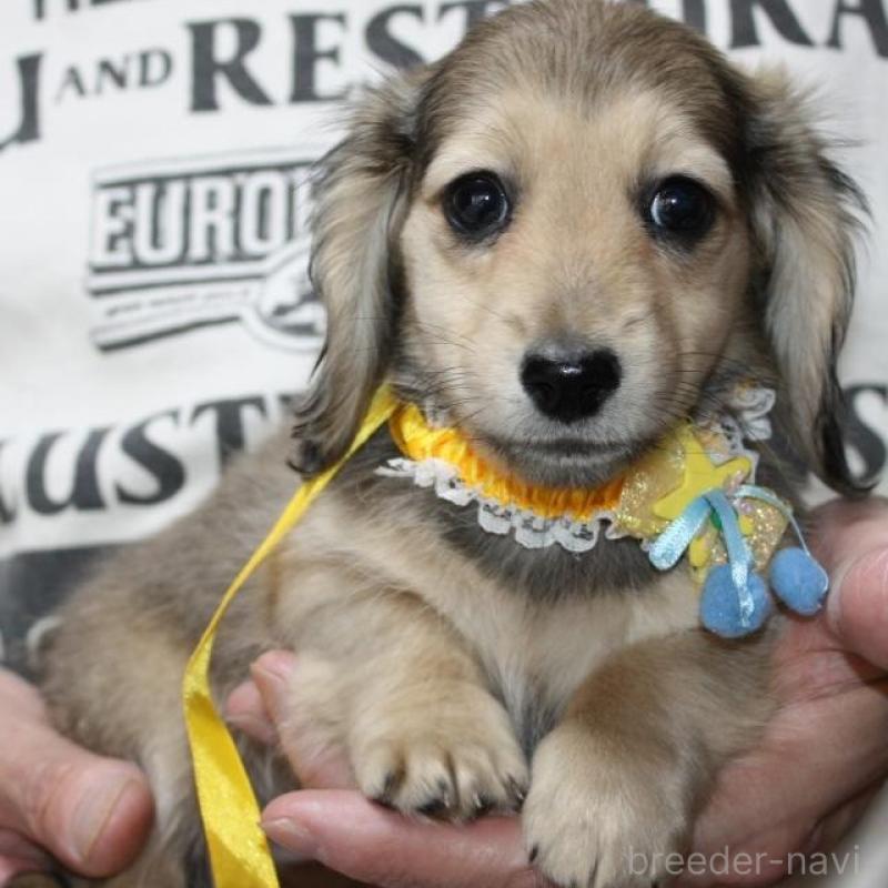 販売中の福岡県のミニチュアダックスフンド(ロングヘアード)-438874