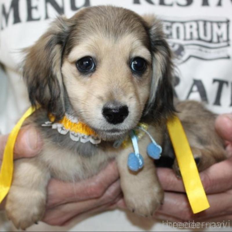 販売中の福岡県のミニチュアダックスフンド(ロングヘアード)-438874の2枚目