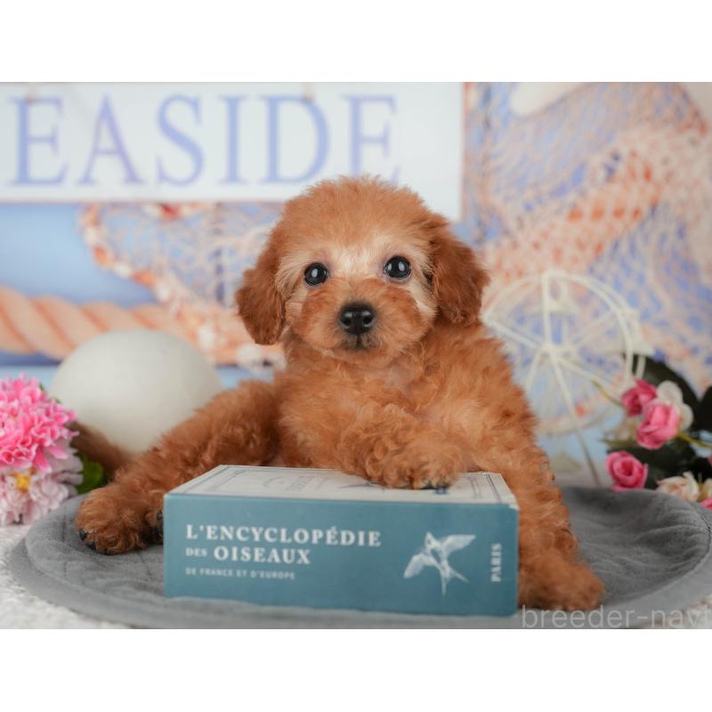 販売中の千葉県のトイプードル-438996の8枚目