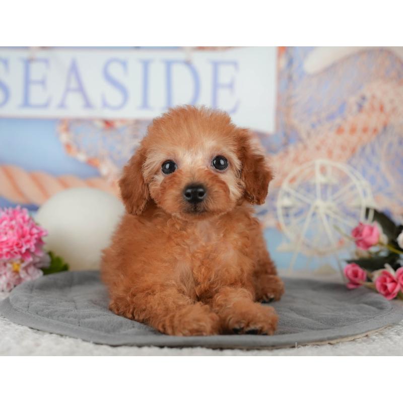 販売中の千葉県のトイプードル-438996の7枚目