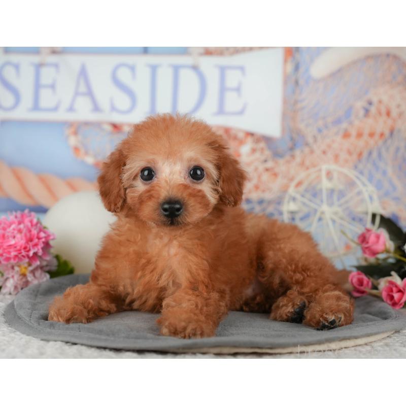 販売中の千葉県のトイプードル-438996の6枚目