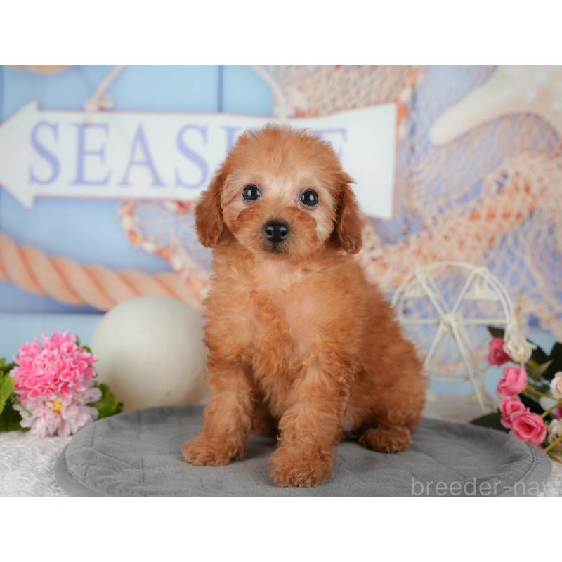 販売中の千葉県のトイプードル-438996の5枚目